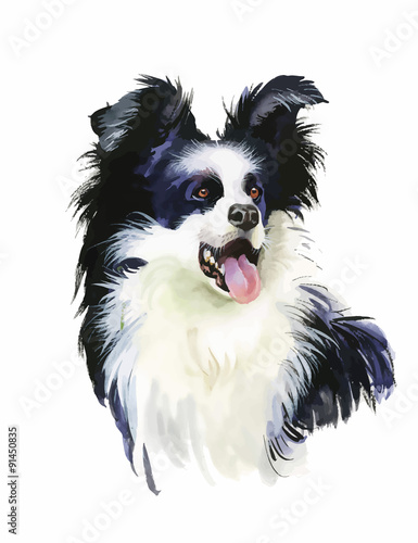 Border Collie Animal dog watercolor illustration isolated on © kostanproff