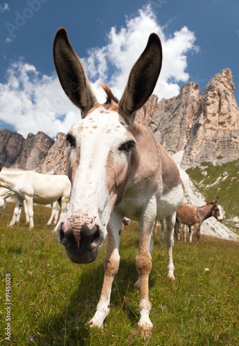 Group of Donkey on mountain in Italien Dolomites