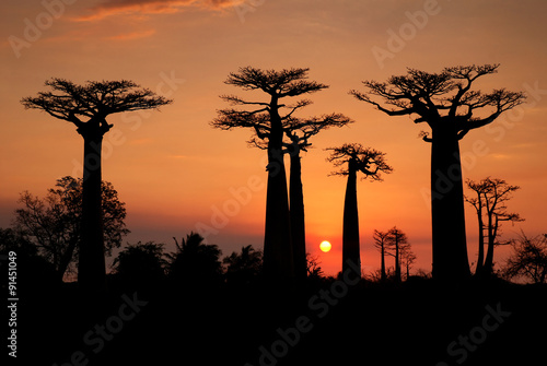 Baobabs in the sunset
