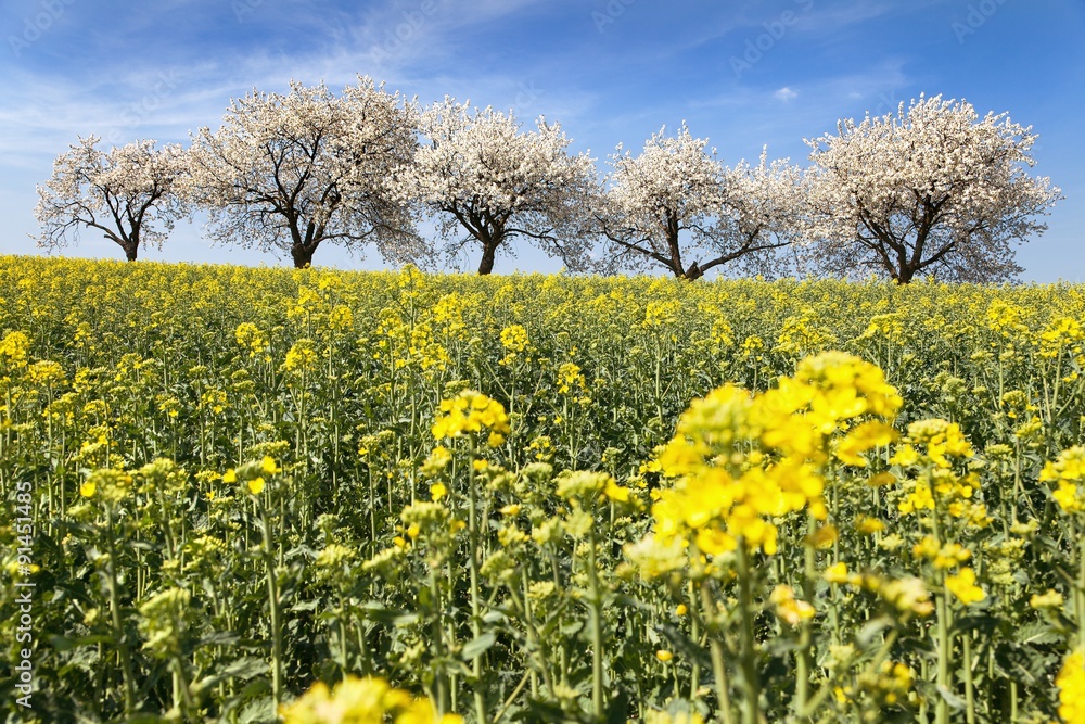 field of rapeseed and alley of cherry tree field of rapeseed and alley of cherry tree