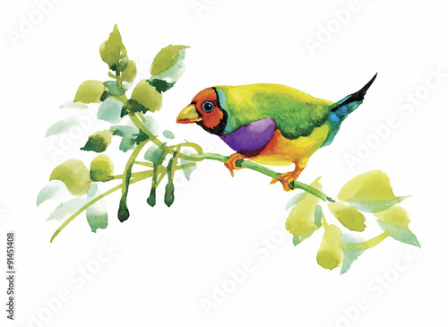 Watercolor wild exotic birds on flowers 