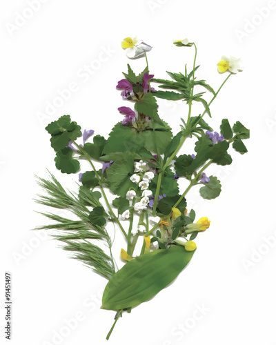 Dry herbarium plants. flowers and leaves vector illustration
