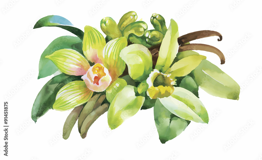 Watercolor flowers in classical style on a white background Watercolor flowers in classical style on a white background