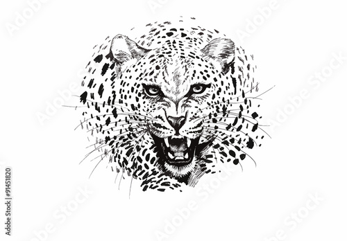 Angry leopard muzzle, black and white sketch