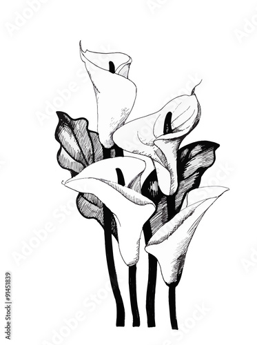 Calla lilly floral, black and white illustration background