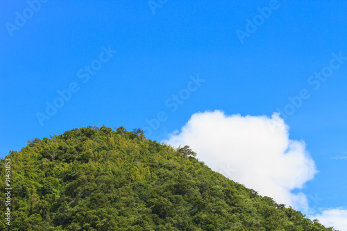 green forest and blue sky