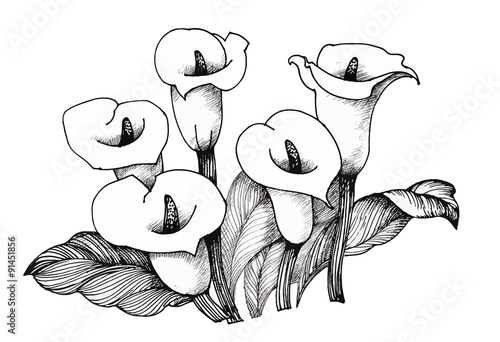 Calla lilly floral, black and white illustration background
