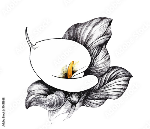 Calla lilly floral, black and white illustration background