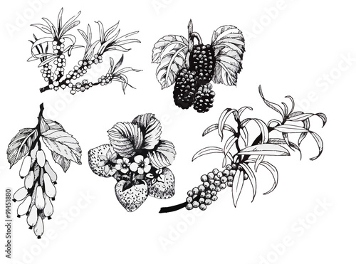 Blackberries, strawberries and dogwood and sea buck-thorn