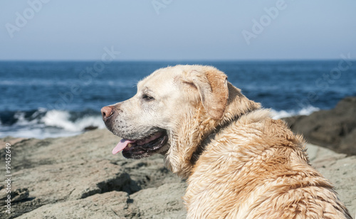 Fototapeta Naklejka Na Ścianę i Meble -  Golden Retriever dog standing on sea cliff watching the sea