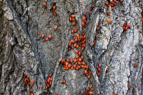 Firebugs on the tree