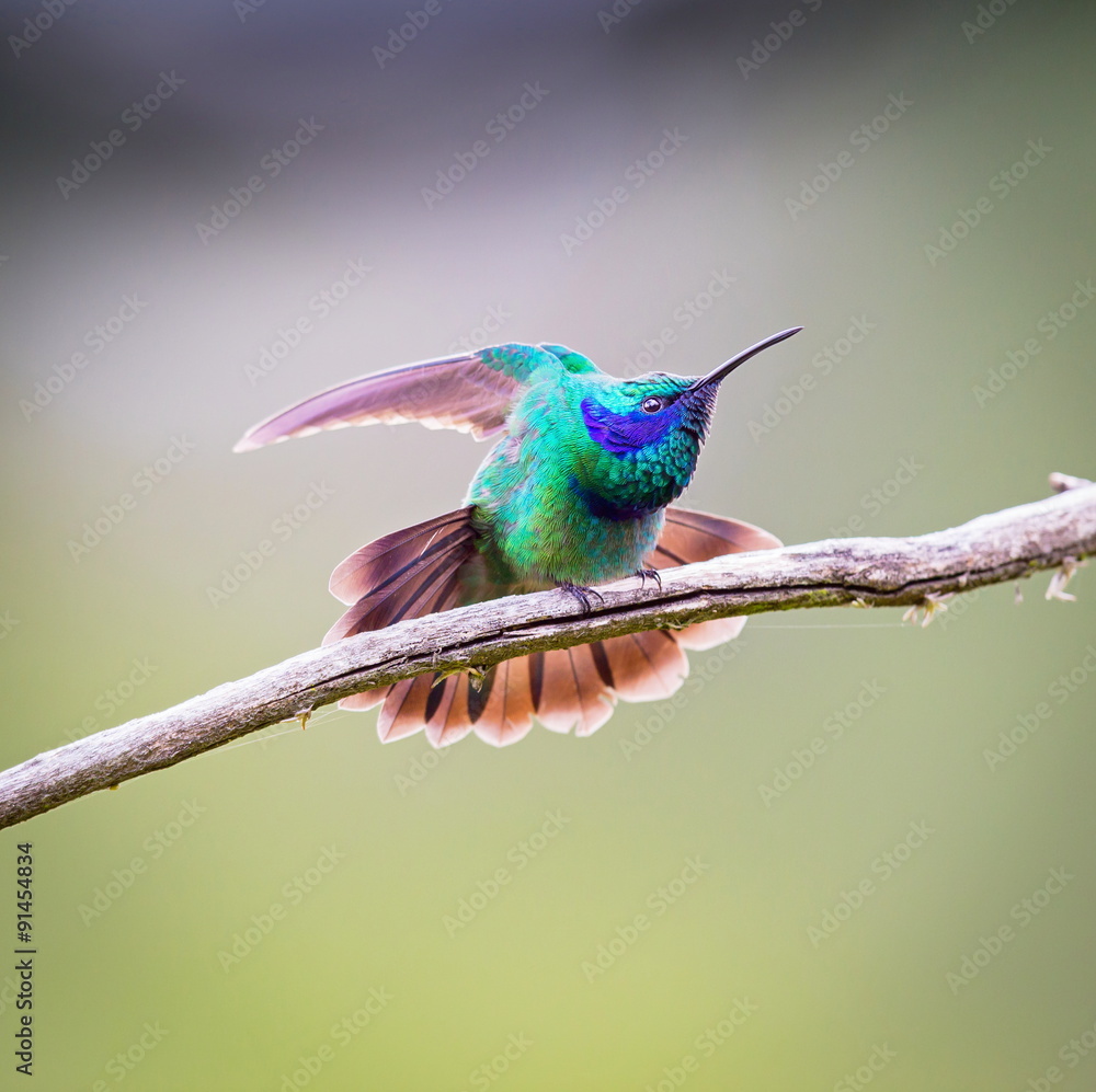 Fototapeta premium The incredibly beautiful Green Violet Eared Hummingbird in the central mountains of Mexico. This is a rare picture of a medium sized hummingbird that is very elusive and shy and is one special bird. 