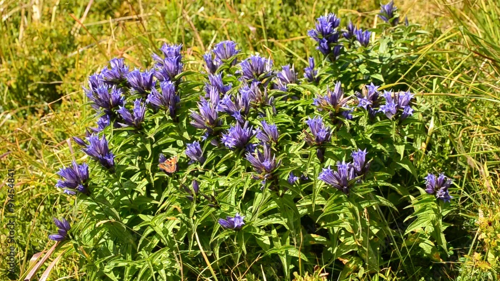 Beautiful butterfly comes down on willow gentian flowers in summer Beautiful butterfly comes down on willow gentian flowers in summer