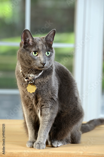 Korat Cat Sitting on Table