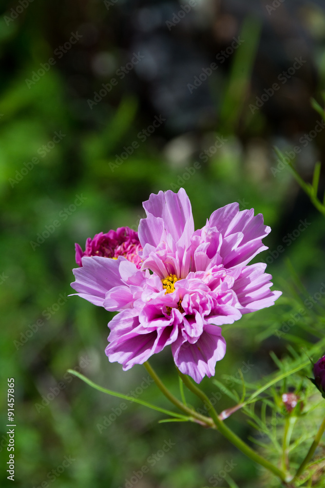 八重咲きのコスモス