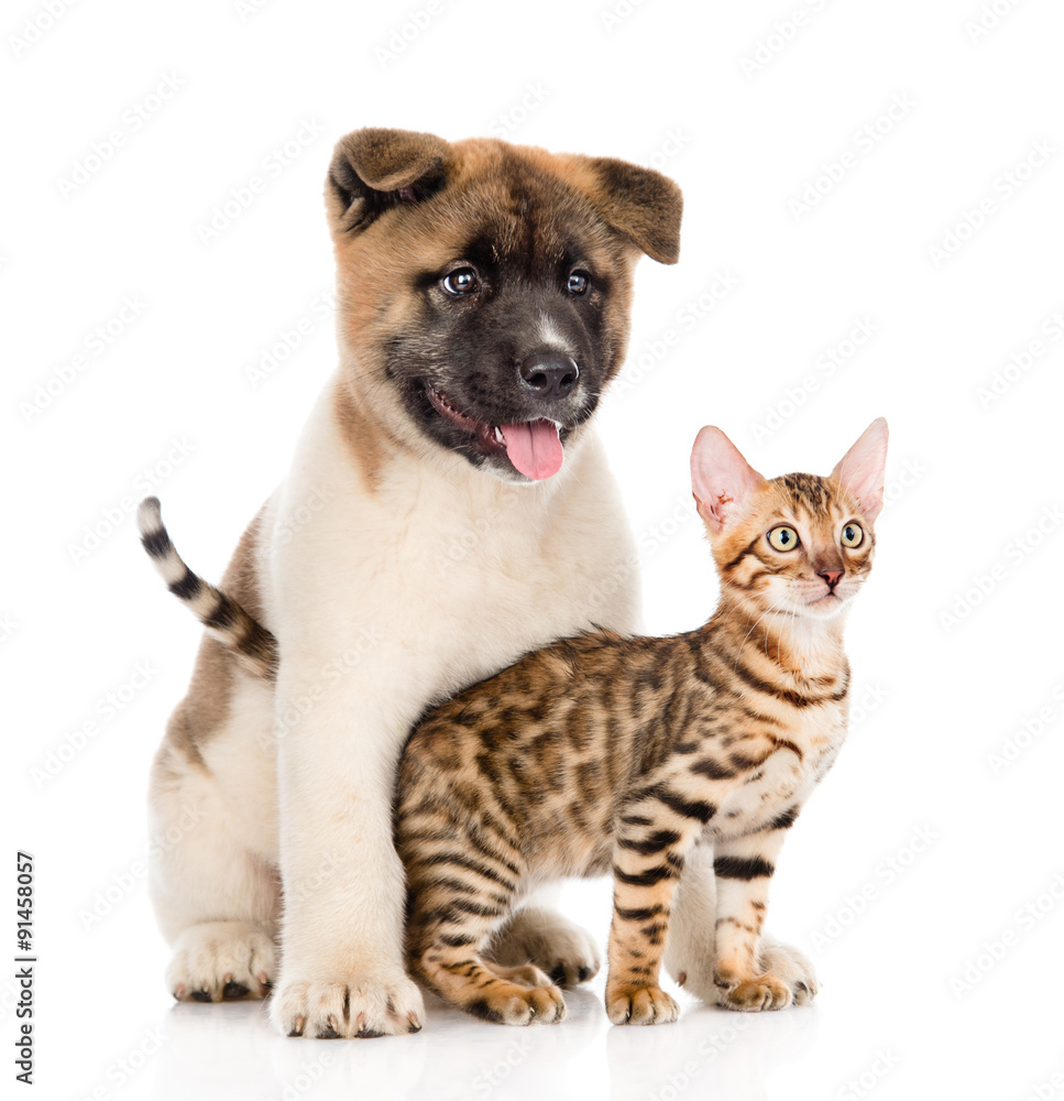 Japanese Akita inu puppy dog hugs little bengal cat. isolated on