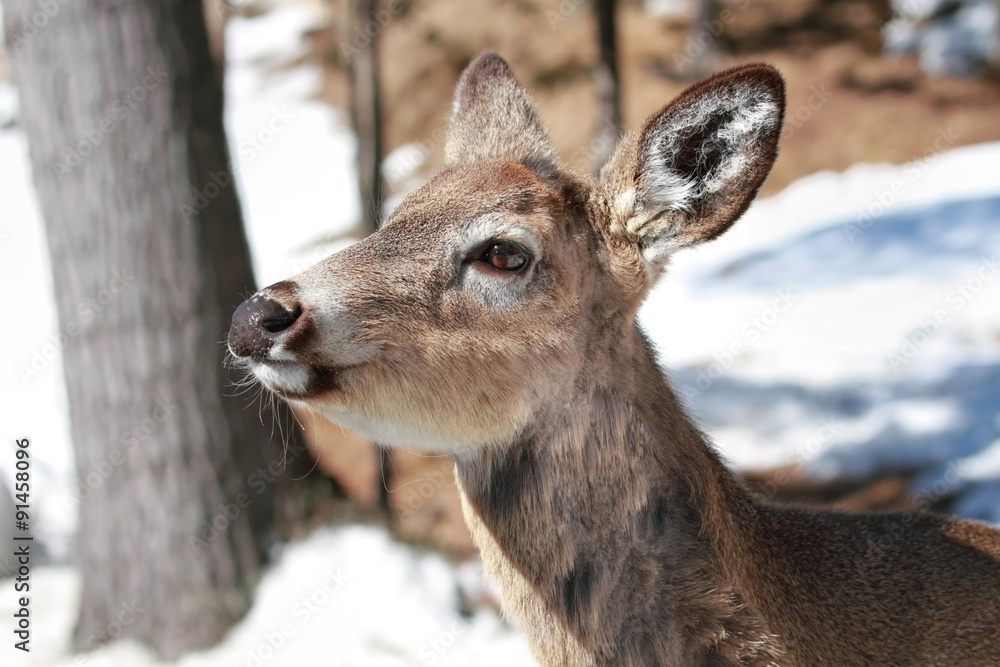 Obraz premium portrait d un cerf