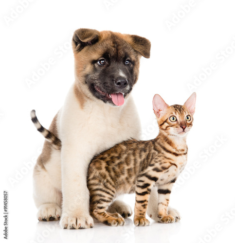 Japanese Akita inu puppy dog hugs little bengal cat. isolated on