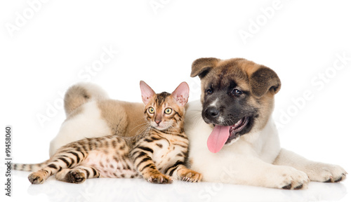 Japanese Akita inu puppy dog and bengal kitten together. isolate