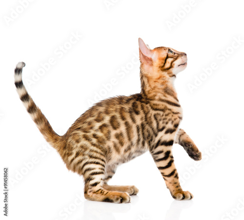 playful Bengal cat looking up. isolated on white background © Ermolaev Alexandr