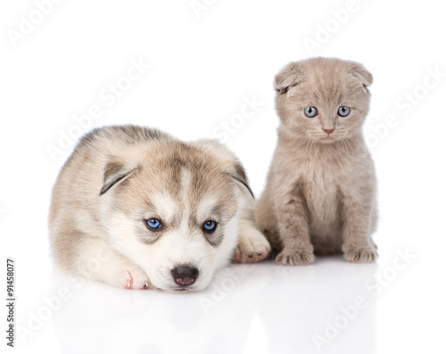 Siberian Husky puppy dog and scottish kitten together. isolated