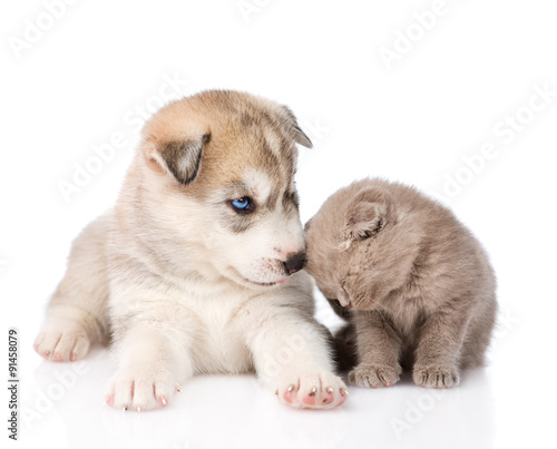 scottish kitten and Siberian Husky puppy together. isolated on w