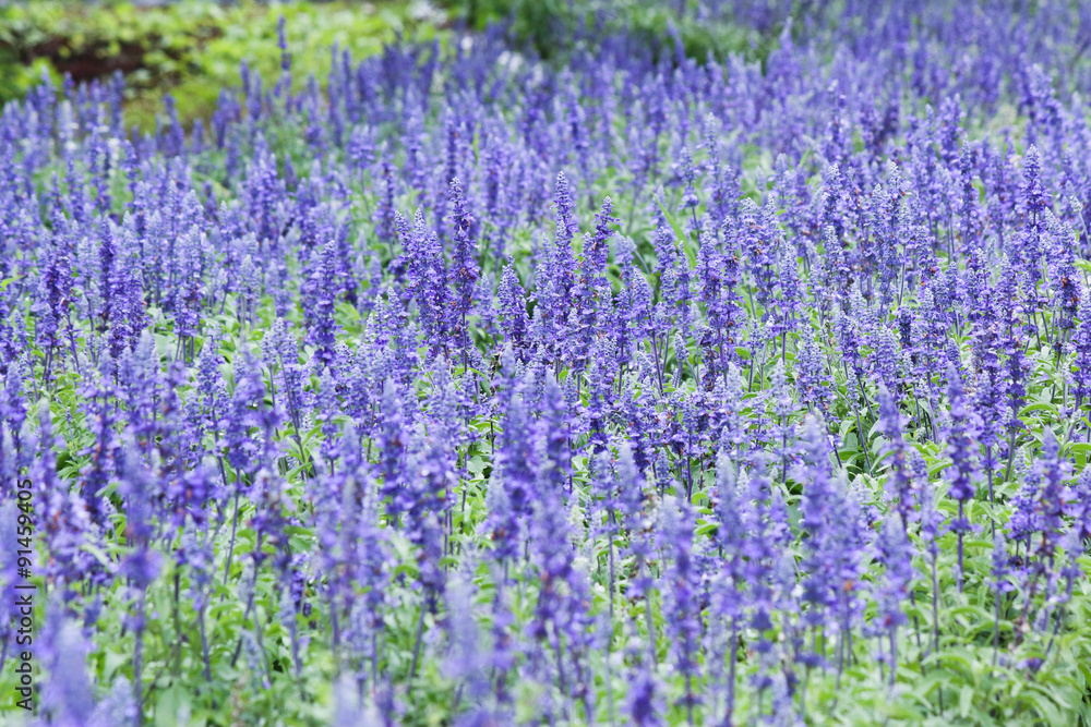 Blue Salvia Field
