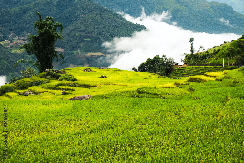 Rice fields on terraced of Mu Cang Chai, YenBai, Vietnam. Rice fields prepare the harvest at Northwest Vietnam.

