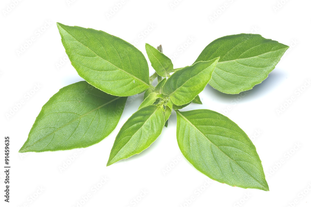 Obraz premium Hoary Basil .thai herb