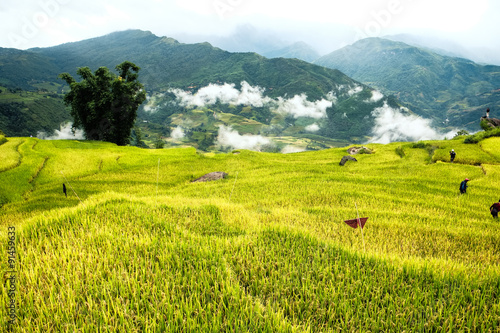 Rice fields on terraced of Mu Cang Chai, YenBai, Vietnam. Rice fields prepare the harvest at Northwest Vietnam.     © degist
