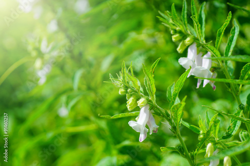 Grow of Sesame Plant .