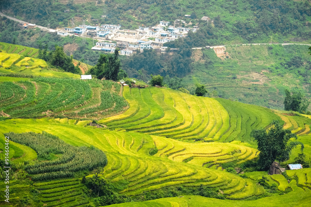 Rice fields on terraced of Mu Cang Chai, YenBai, Vietnam. Rice fields prepare the harvest at Northwest Vietnam.

