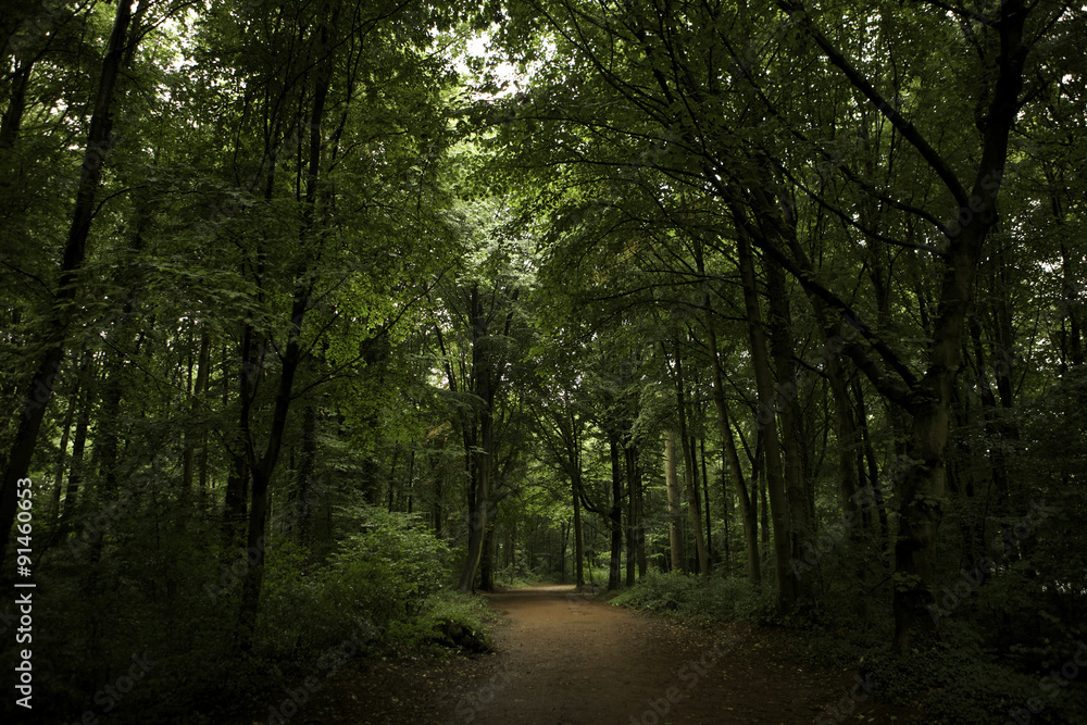 Fototapeta premium Caminho de terra no meio dos verdes das árvores