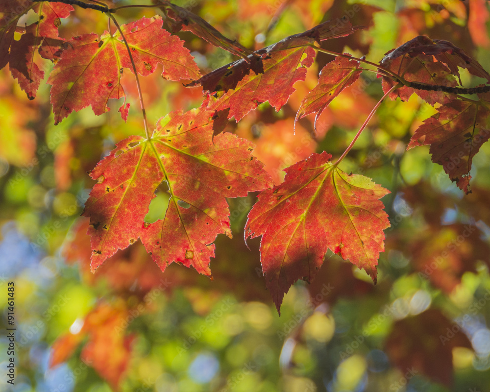 Vibrant sunlit red Maple leaves with veins of yellow in the Autumn. Vibrant sunlit red Maple leaves with veins of yellow in the Autumn.