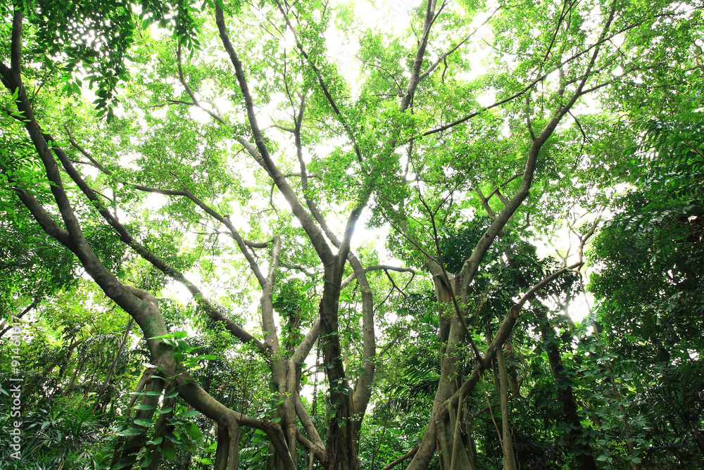 Fototapeta premium forest trees. nature green wood sunlight backgrounds.