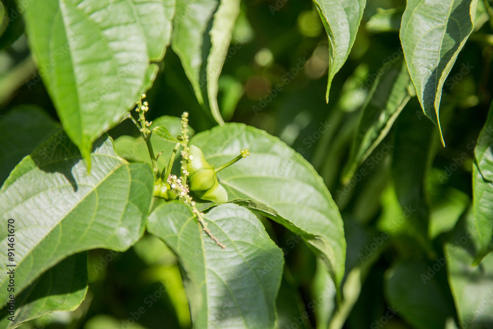 fresh capsule seeds fruit of sacha-Inchi peanut fresh capsule seeds fruit of sacha-Inchi peanut