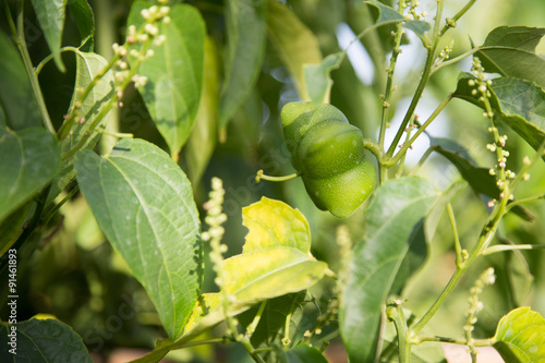 fresh capsule seeds fruit of sacha-Inchi peanut