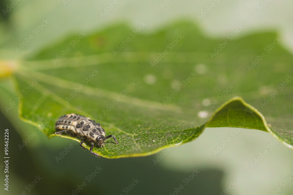 Ladybug Larvae