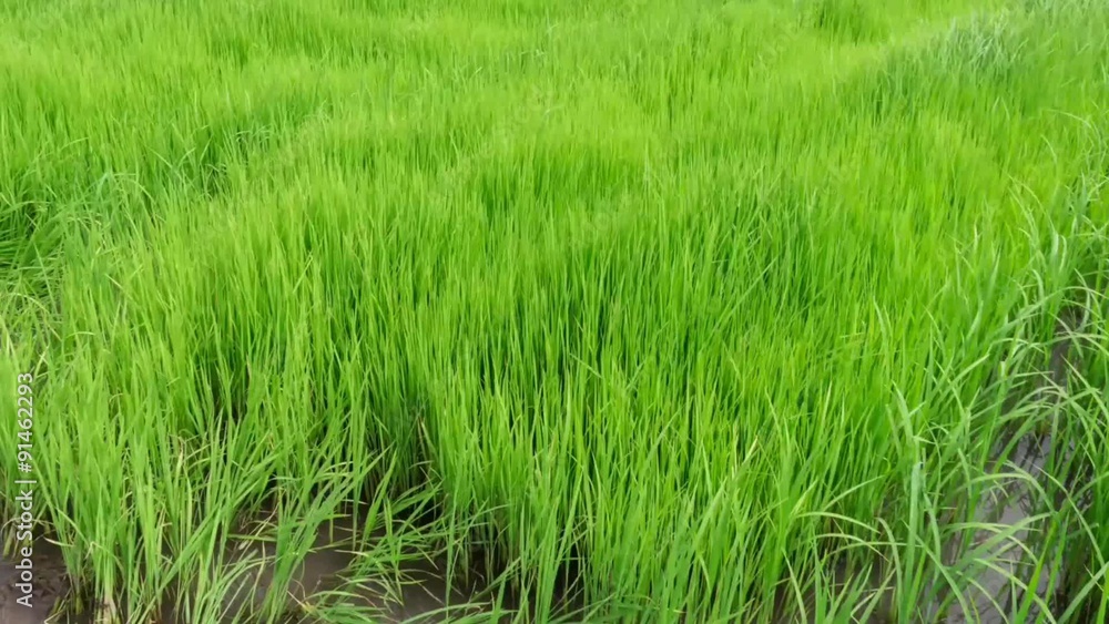 View of Young rice sprout ready to growing in the rice field View of Young rice sprout ready to growing in the rice field