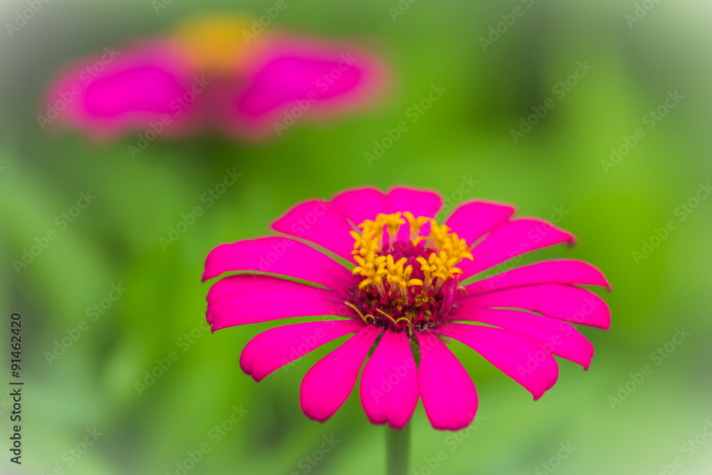 Obraz premium Beautiful Zinnia