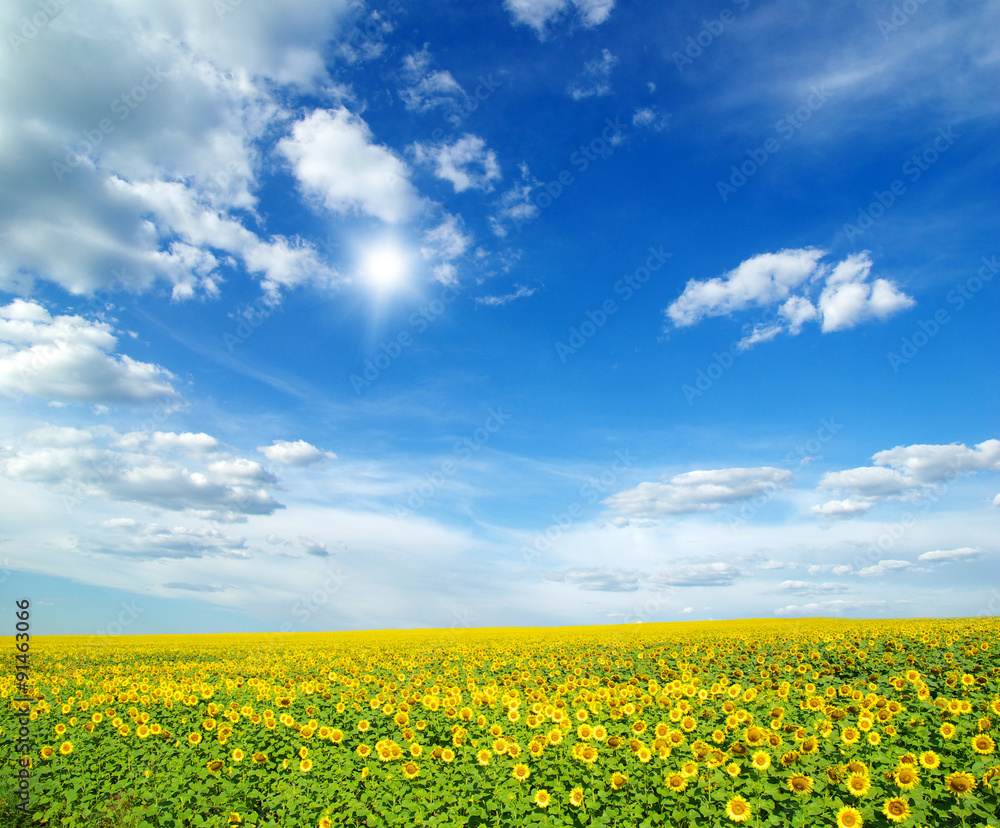 field of sunflowers