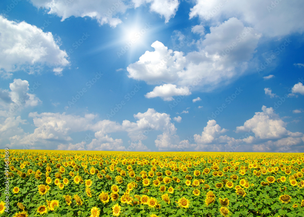 sunflowers sunflowers