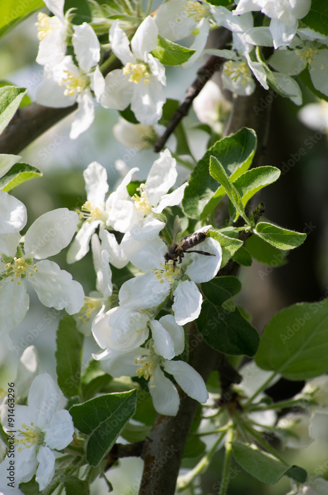 flowers flowers
