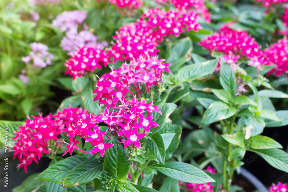 Egyptian starcluster or Starflower Egyptian starcluster or Starflower