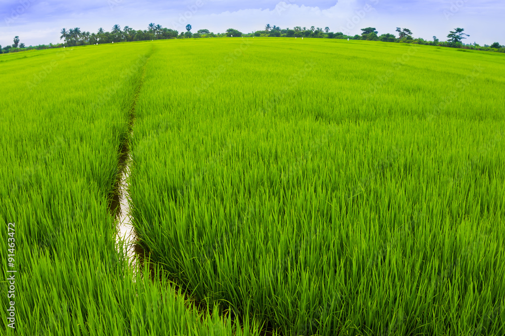 Obraz premium Landscape of rice field in Thailand for background use