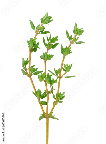 thyme