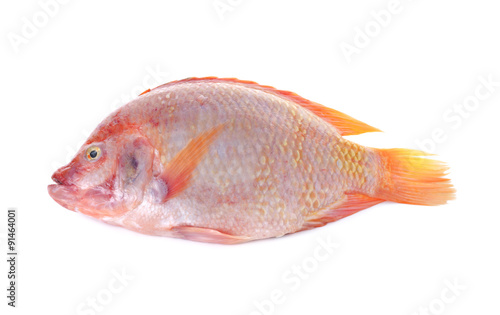 whole round fresh red Tilapia fish or TUB-TIM fish on white back