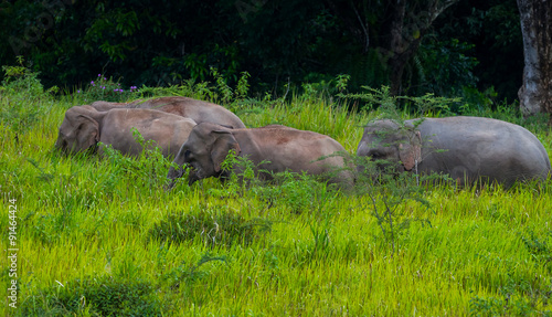 Wild elephants family walking in blady grass filed 