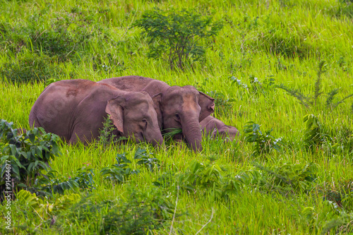 Three of Wild elephants walking in blady grass filed 