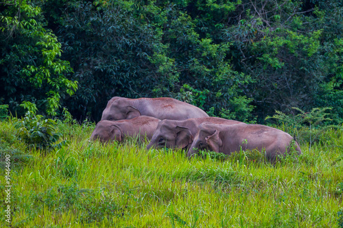 Small group of Wild elephants walking in blady grass filed 